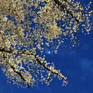 夜桜